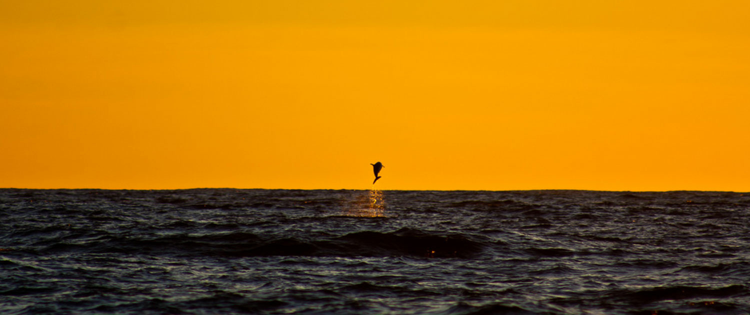 Dolphin jumping in a deep orange sunset off the coast of Baja.