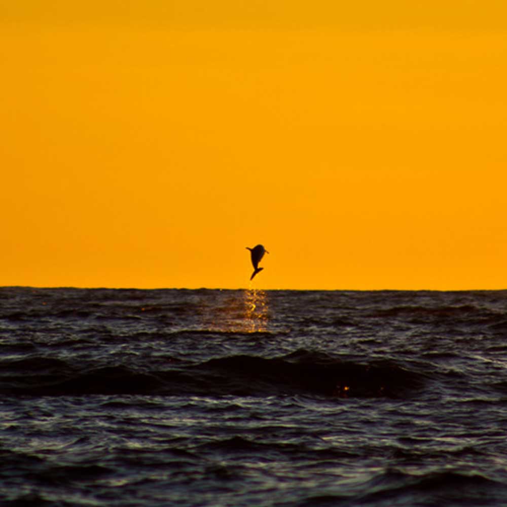 Dolphin jumping in a deep orange sunset off the coast of Baja.