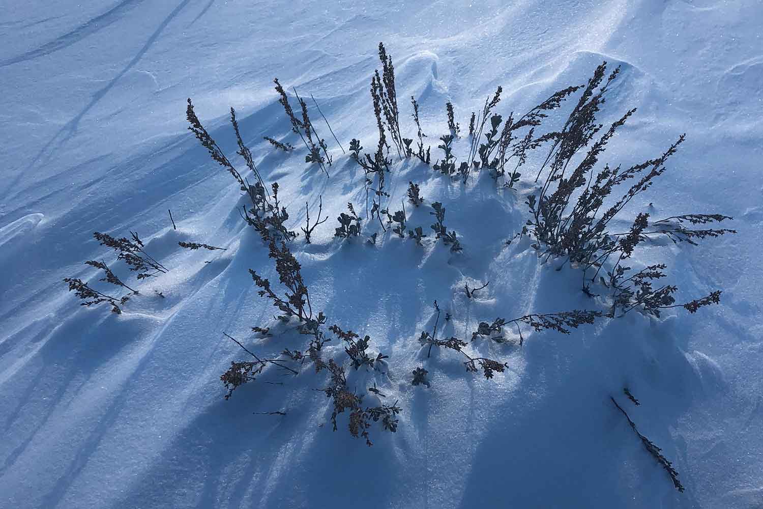 Winter wind sculpture found snowshoeing in Park City.